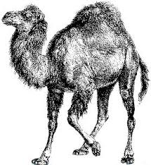 Perl
